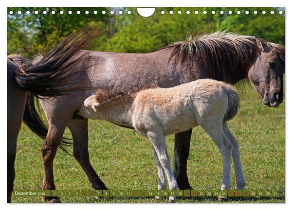 Produktbild: Mutterliebe - Konik Fohlen und Stute (Wandkalender 2026 DIN A4 quer), CALVENDO Monatskalender