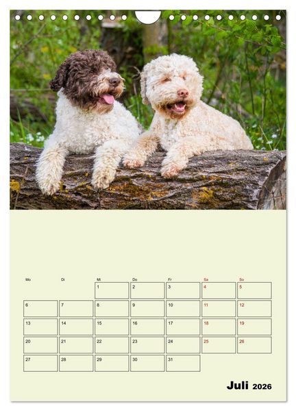 Produktbild: Lagotto Romagnolo - Der Tr&uuml;ffelhund Italiens - Planer (Wandkalender 2026 DIN A4 hoch), CALVENDO Monatskalender