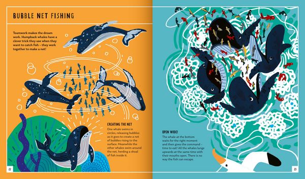 Produktbild: Humpback Whale (Young Zoologist)