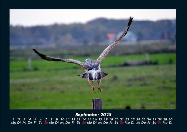 Produktbild: Vogelparadies 2025 Fotokalender DIN A4