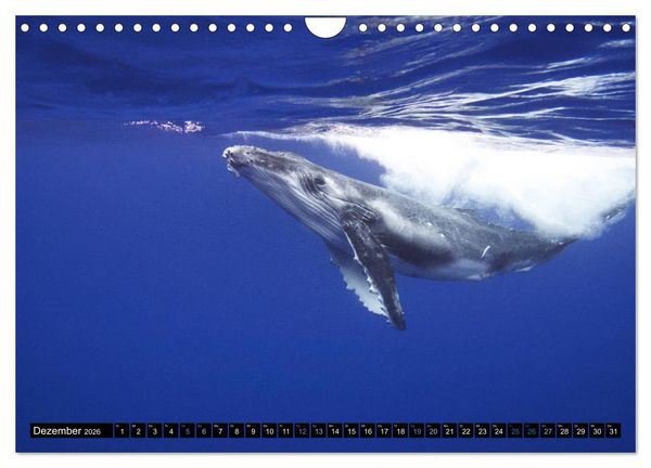 Produktbild: Die blaue Welt der Wale (Wandkalender 2026 DIN A4 quer), CALVENDO Monatskalender