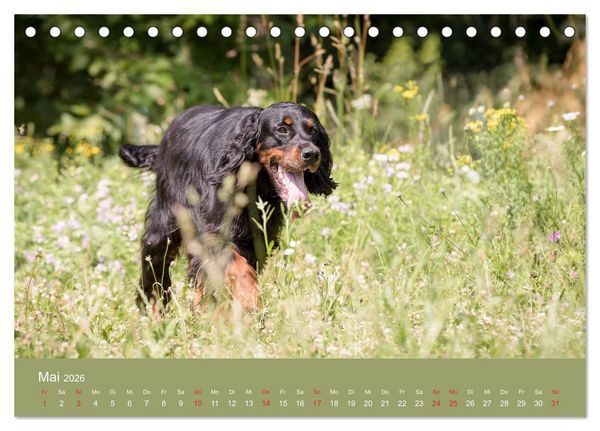 Produktbild: Setter - Geliebter Freund und Jagdkamerad (Tischkalender 2026 DIN A5 quer), CALVENDO Monatskalender