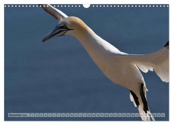 Produktbild: Sch&ouml;ne Insel Helgoland (Wandkalender 2026 DIN A3 quer), CALVENDO Monatskalender