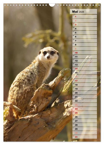 Produktbild: Erdm&auml;nnchen, putzige Kerlchen mit gro&szlig;en Knopfaugen (Wandkalender 2026 DIN A3 hoch), CALVENDO Monatskalender