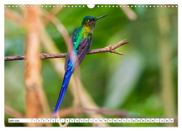 Produktbild: Colibris - pierres pr&eacute;cieuses volantes (Calendrier mural 2026 DIN A3 vertical), CALVENDO calendrier mensuel