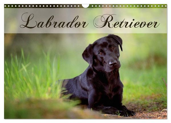 Produktbild: Labrador Retriever (Wandkalender 2026 DIN A3 quer), CALVENDO Monatskalender