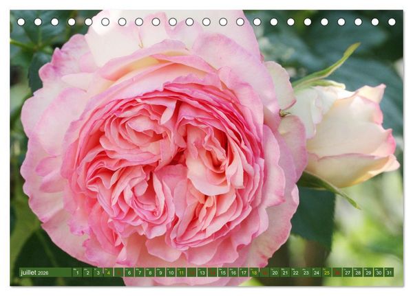 Produktbild: La beaut&eacute; des fleurs (Calendrier de bureau 2026 DIN A5 vertical), CALVENDO calendrier mensuel