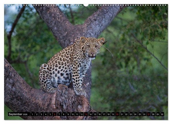 Produktbild: Afrikas wilde Tiere (Wandkalender 2026 DIN A2 quer), CALVENDO Monatskalender