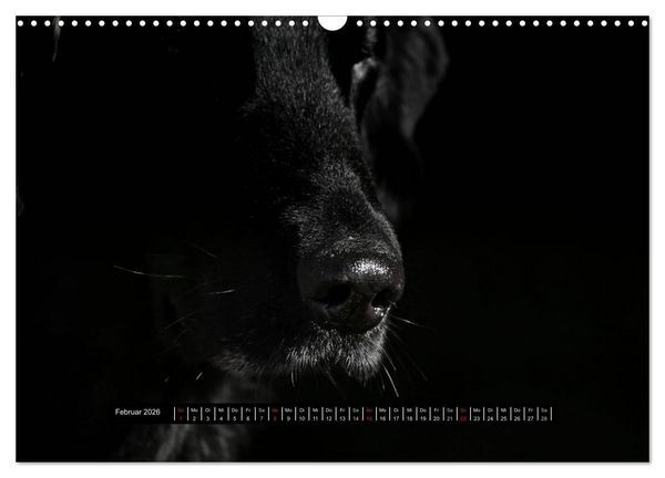 Produktbild: Flatcoated Retriever Black Edition (Wandkalender 2026 DIN A3 quer), CALVENDO Monatskalender