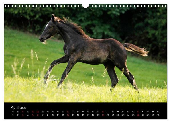 Produktbild: Faszinierende Pferde 2026 (Wandkalender 2026 DIN A3 quer), CALVENDO Monatskalender