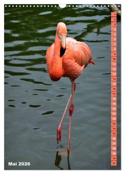 Produktbild: Rosarote Flamingo (Wandkalender 2026 DIN A3 hoch), CALVENDO Monatskalender