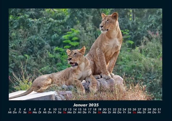 Produktbild: L&ouml;wen in der Wildnis 2025 Fotokalender DIN A4
