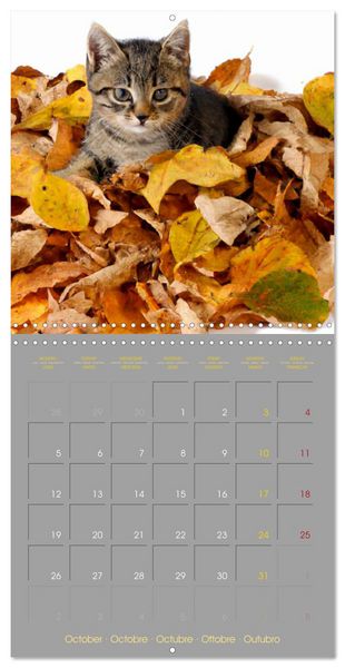 Produktbild: La vie de chatons (Calendrier mural carr&eacute; 2026 30x30 cm) Calendrier double avec une page pour vos prises de notes