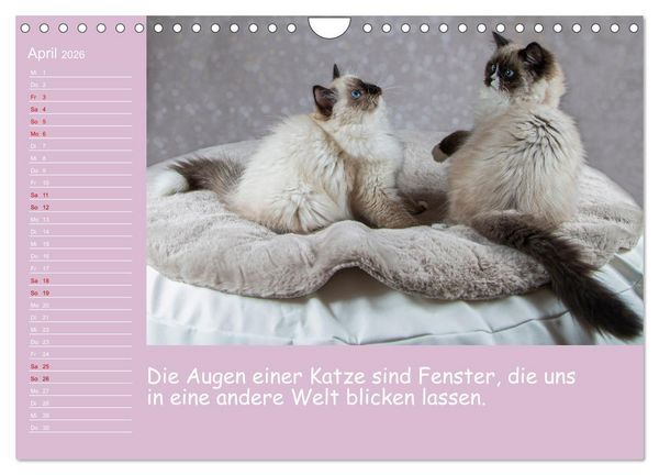 Produktbild: Drollige Tierkinder Mit Spr&uuml;chen (Wandkalender 2026 DIN A4 quer), CALVENDO Monatskalender