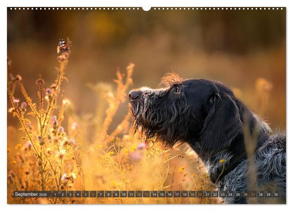 Produktbild: bunte Tierfotografie an Land und im Wasser (hochwertiger Premium Wandkalender 2026 DIN A2 quer), Kunstdruck in Hochglanz