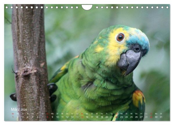 Produktbild: Blaustirnamazonen - Papageien in Paraguay (Wandkalender 2026 DIN A4 quer), CALVENDO Monatskalender