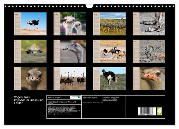 Produktbild: Vogel Strau&szlig;. Imposanter Riese und L&auml;ufer (Wandkalender 2026 DIN A3 quer), CALVENDO Monatskalender
