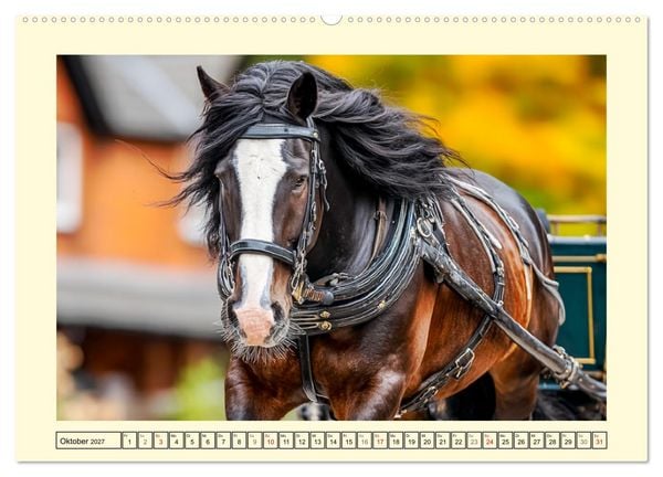 Produktbild: Shire Horse Momente. Masse und Kraft in Bewegung (Wandkalender 2027 DIN A2 quer), CALVENDO Monatskalender