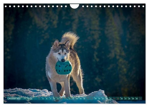 Produktbild: Alaskan Malamute in seinem Element (Wandkalender 2026 DIN A4 quer), CALVENDO Monatskalender