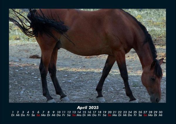 Produktbild: Pferde Kalender 2025 Fotokalender DIN A4