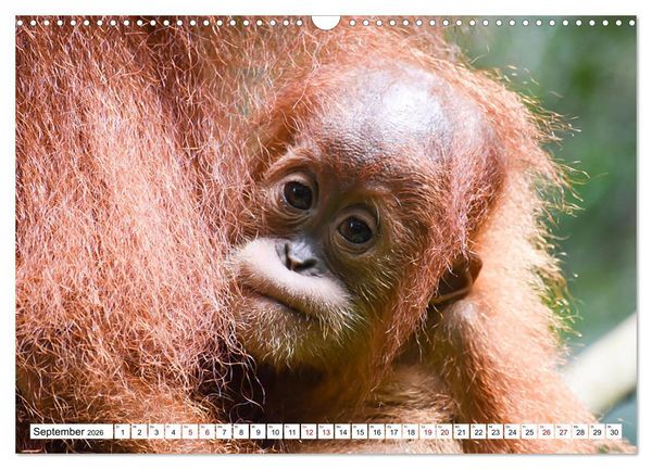Produktbild: Die letzten freilebenden Orang Utans (Wandkalender 2026 DIN A3 quer), CALVENDO Monatskalender