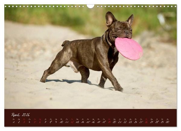 Produktbild: Franz&ouml;sische Bulldoggen (Wandkalender 2026 DIN A3 quer), CALVENDO Monatskalender