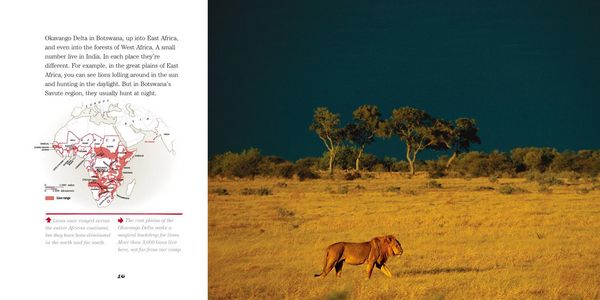 Produktbild: Face to Face with Lions
