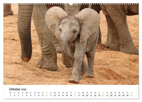 Produktbild: ADDO ELEPHANT NATIONAL PARK Elefanten Babies (hochwertiger Premium Wandkalender 2026 DIN A2 quer), Kunstdruck in Hochglanz