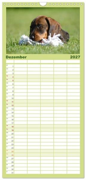 Produktbild: Familienplaner 2027 - Liebenswerte Rabauken - Rauhaardackel mit 5 Spalten (Wandkalender, 21 x 45 cm) CALVENDO