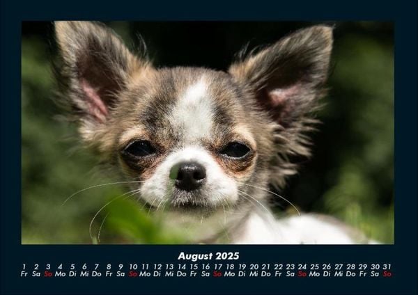 Produktbild: Hundezauber 2025 Fotokalender DIN A4
