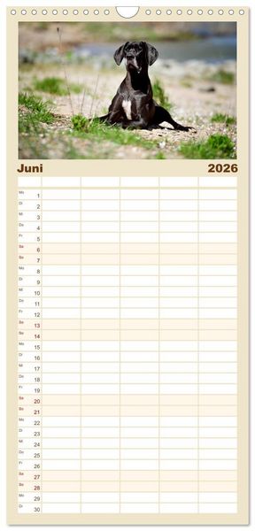 Produktbild: Familienplaner 2026 - Deutsche Doggen / Geburtstagskalender mit 5 Spalten (Wandkalender, 21 x 45 cm) CALVENDO