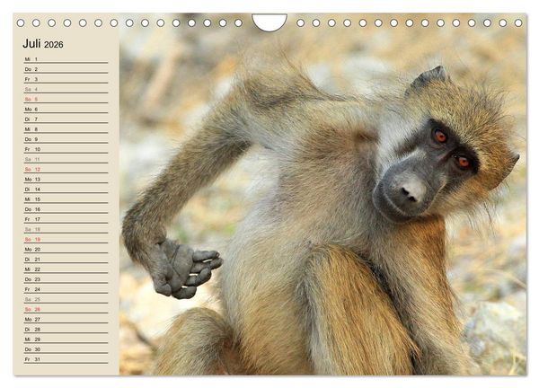 Produktbild: Affen in Afrika (Wandkalender 2026 DIN A4 quer), CALVENDO Monatskalender
