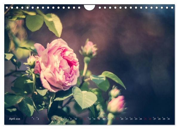 Produktbild: Die Welt der Alten Rosen (Wandkalender 2026 DIN A4 quer), CALVENDO Monatskalender
