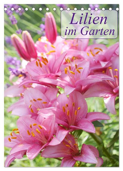 Produktbild: Lilien im Garten (Tischkalender 2026 DIN A5 hoch), CALVENDO Monatskalender