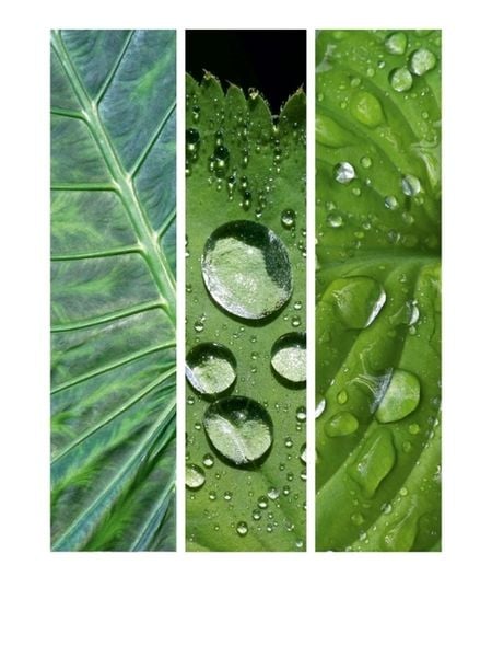 Produktbild: CALVENDO Puzzle Natural Trios - Gr&uuml;n | 1000 Teile Lege-Gr&ouml;&szlig;e 64x48cm Foto-Puzzle f&uuml;r gl&uuml;ckliche Stunden