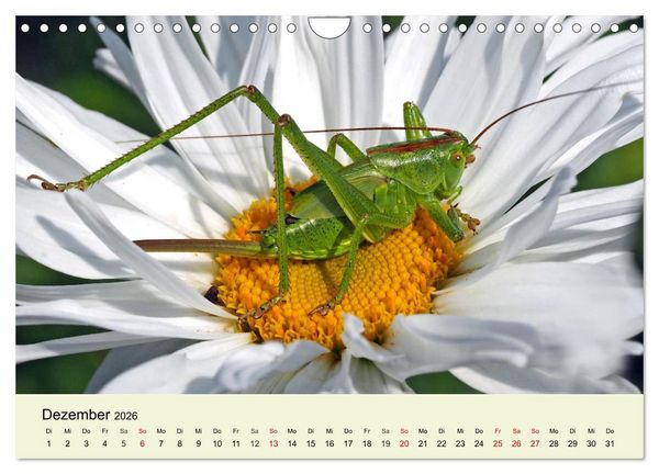 Produktbild: Insekten. Faszinierend und wichtig (Wandkalender 2026 DIN A4 quer), CALVENDO Monatskalender