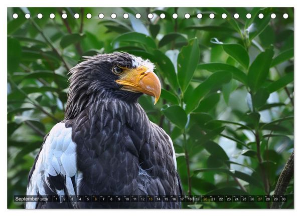 Produktbild: Imposante Vogelportr&auml;ts (Tischkalender 2026 DIN A5 quer), CALVENDO Monatskalender