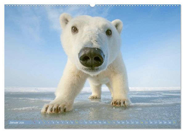 Produktbild: Eisb&auml;ren: Lebensk&uuml;nstler im Eis (hochwertiger Premium Wandkalender 2026 DIN A2 quer), Kunstdruck in Hochglanz