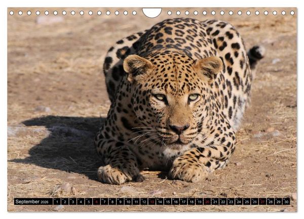 Produktbild: Faszination Afrika: Der Leopard (Wandkalender 2026 DIN A4 quer), CALVENDO Monatskalender
