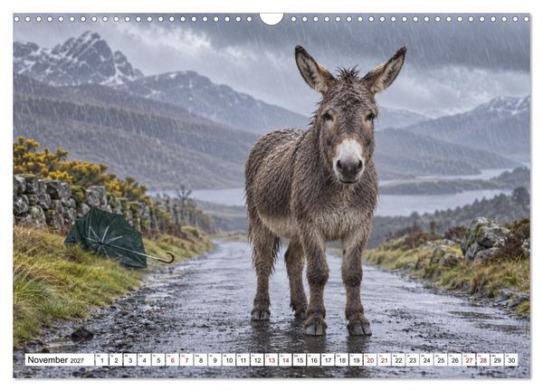 Produktbild: NICHT MEIN PROBLEM - Tiere mit Charakter (Wandkalender 2027 DIN A3 quer), CALVENDO Monatskalender
