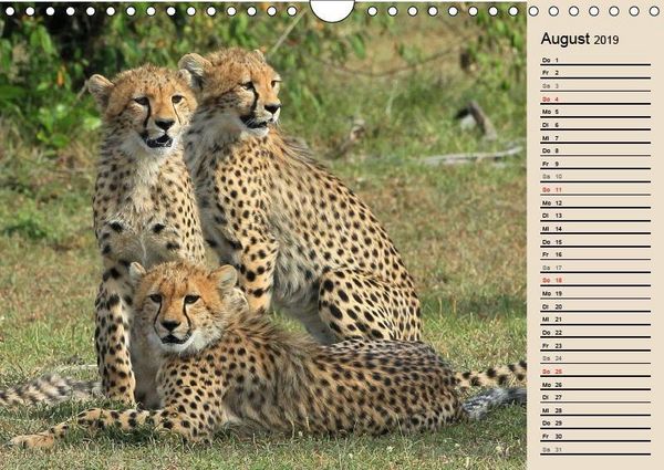 Produktbild: Herzog, M: Geparden - Ein Leben in Afrika (Wandkalender 2019