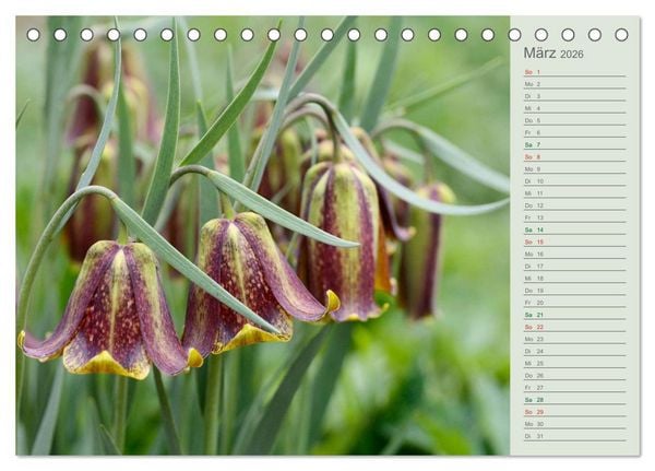 Produktbild: Liebenswerte Gl&ouml;ckchen (Tischkalender 2026 DIN A5 quer), CALVENDO Monatskalender