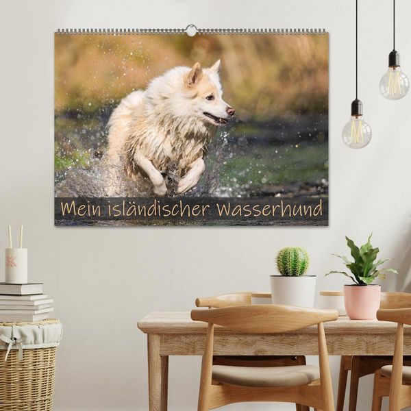 Produktbild: Mein isl&auml;ndischer Wasserhund (Wandkalender 2026 DIN A2 quer), CALVENDO Monatskalender