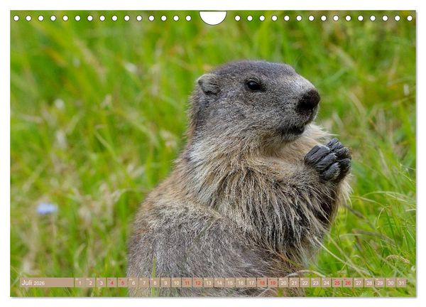 Produktbild: Alpenmurmeltiere in freier Wildbahn (Wandkalender 2026 DIN A4 quer), CALVENDO Monatskalender