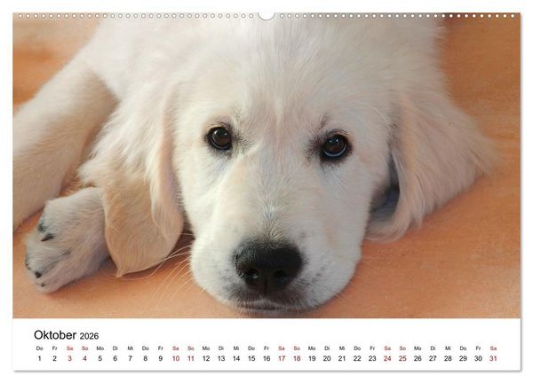 Produktbild: Total gechillte Hunde (Wandkalender 2026 DIN A2 quer), CALVENDO Monatskalender