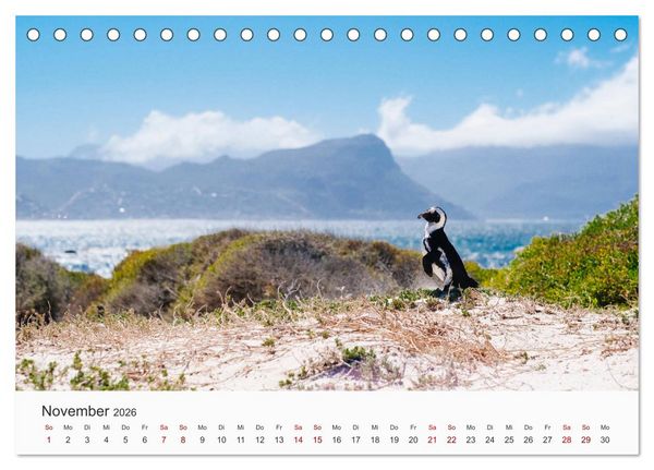 Produktbild: Pinguine - Die sympathischen Frack-Tr&auml;ger (Tischkalender 2026 DIN A5 quer), CALVENDO Monatskalender