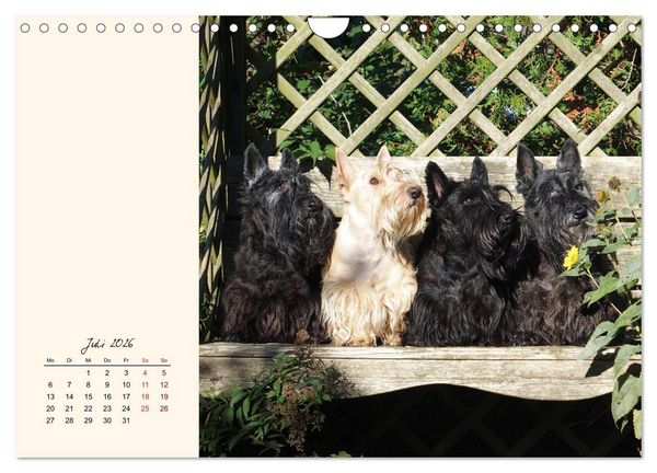 Produktbild: Scottish Terrier - Charmantes Rauhbein (Wandkalender 2026 DIN A4 quer), CALVENDO Monatskalender