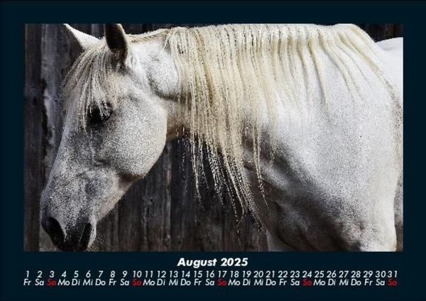 Produktbild: Pferde Kalender 2025 Fotokalender DIN A5