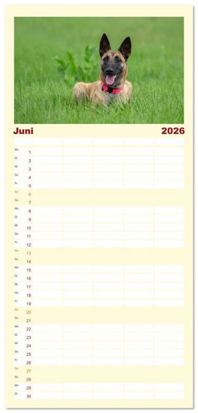 Produktbild: Familienplaner 2026 - Traumhund Malinois mit 5 Spalten (Wandkalender, 21 x 45 cm) CALVENDO