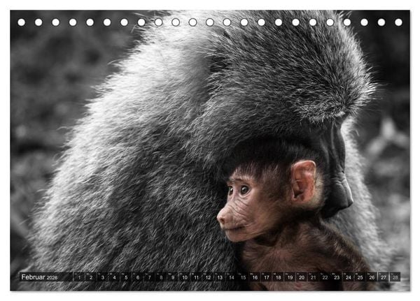 Produktbild: spotlight tansania (Tischkalender 2026 DIN A5 quer), CALVENDO Monatskalender